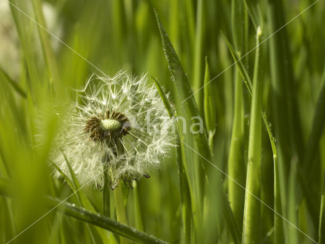 Paardenbloem (Taraxacum spec.)