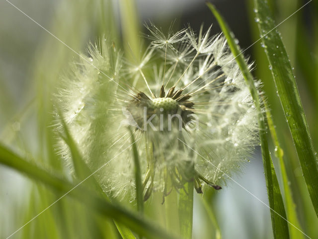 Paardenbloem (Taraxacum spec.)