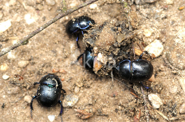 Paardenmestkever (Geotrupes vernalis)