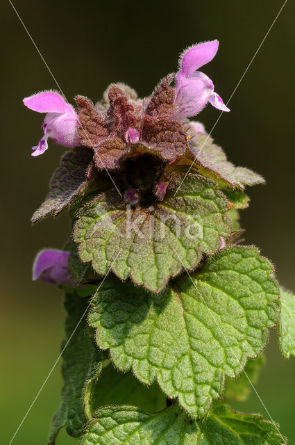 Paarse dovenetel s.s. (Lamium purpureum)