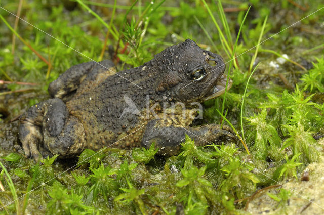 Paddenvlieg (Lucilia bufonivora)