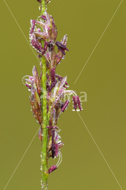 Pijpestrootje (Molinia caerulea)