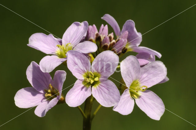 Pinksterbloem (Cardamine pratensis)