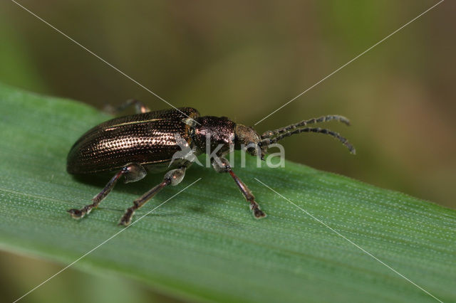 Plateumaris discolor