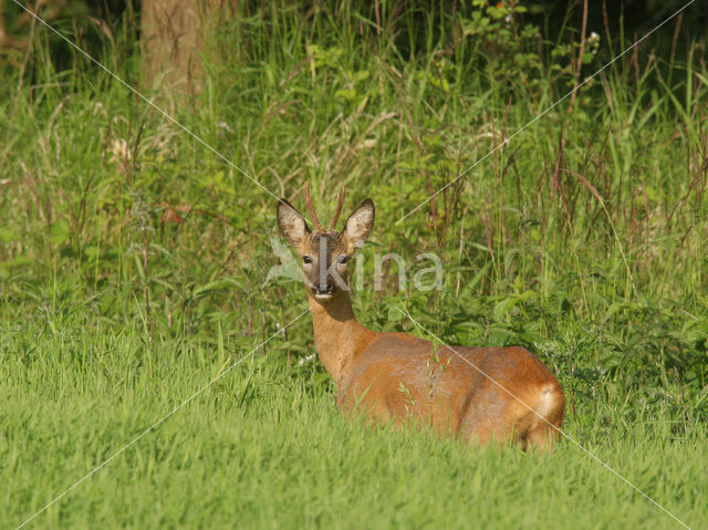 Ree (Capreolus capreolus)