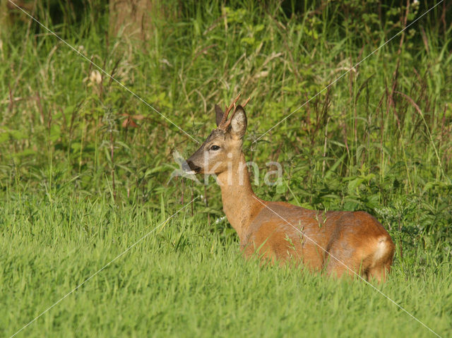 Ree (Capreolus capreolus)