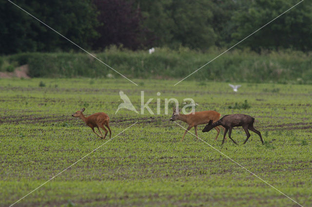 Ree (Capreolus capreolus)