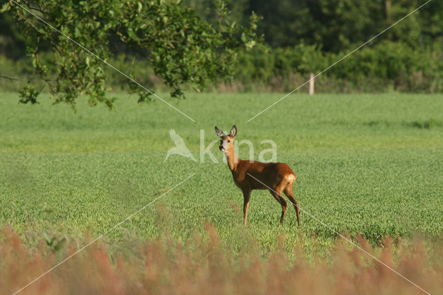 Ree (Capreolus capreolus)