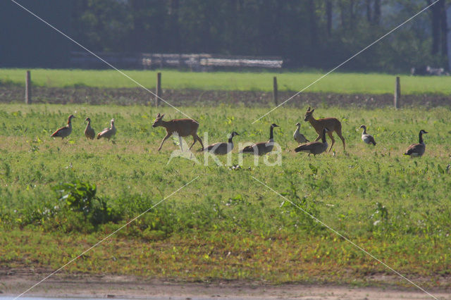 Ree (Capreolus capreolus)