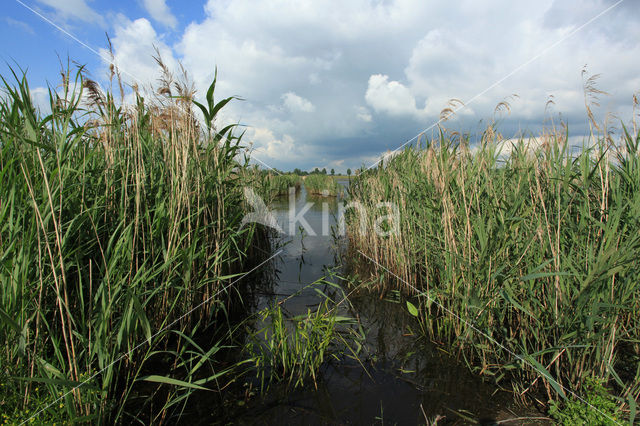 Riet (Phragmites australis)