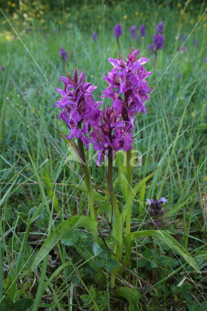 Rietorchis (Dactylorhiza praetermissa)