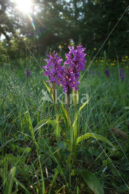 Rietorchis (Dactylorhiza praetermissa)