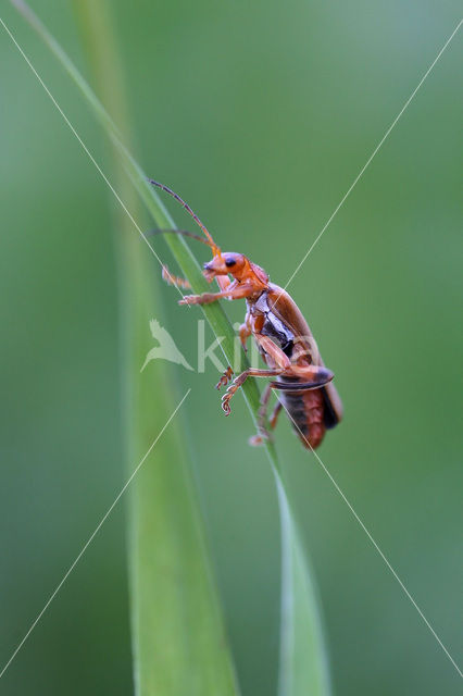 Rood Soldaatje (Cantharis rufa)