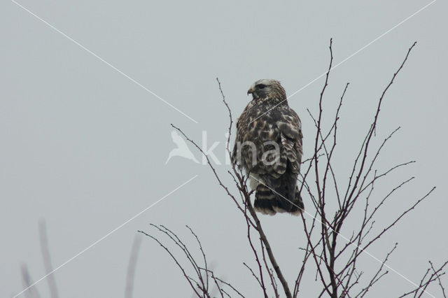 Ruigpootbuizerd (Buteo lagopus)