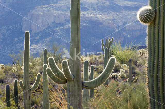 Saguaro cactus (Carnegiea gigantea)