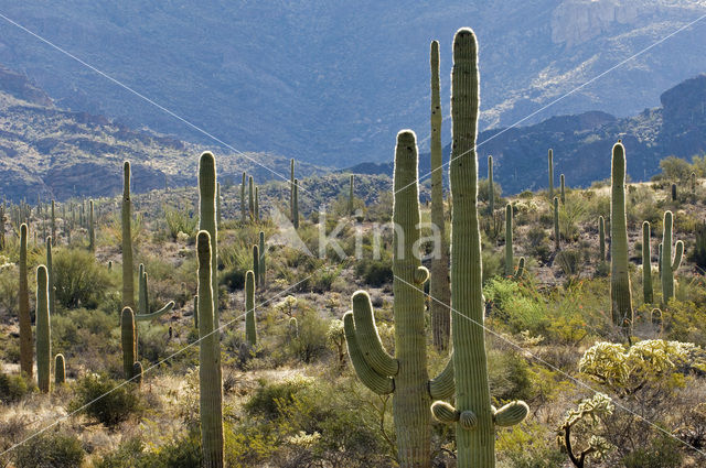 Saguaro cactus (Carnegiea gigantea)