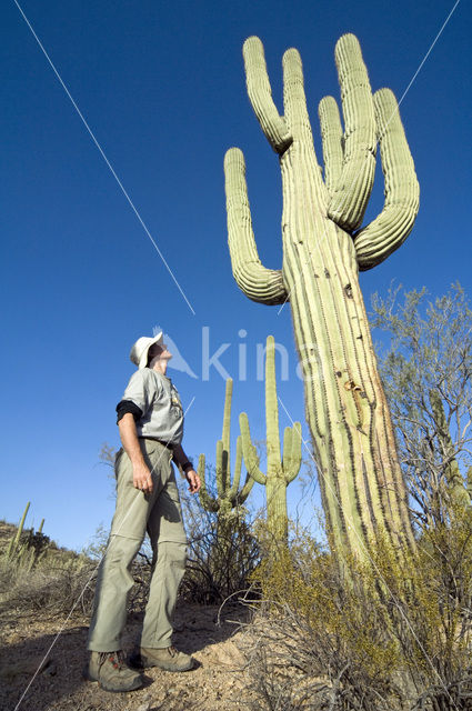 Saguaro cactus (Carnegiea gigantea)