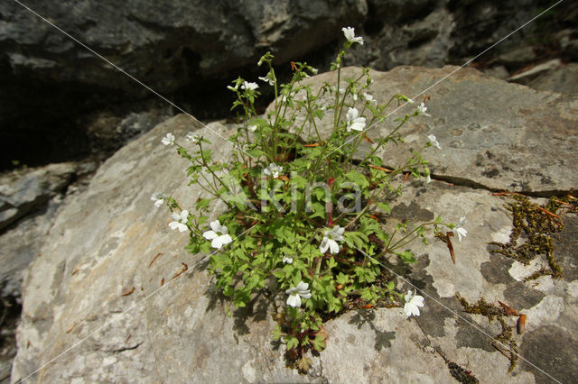 Saxifraga petraea