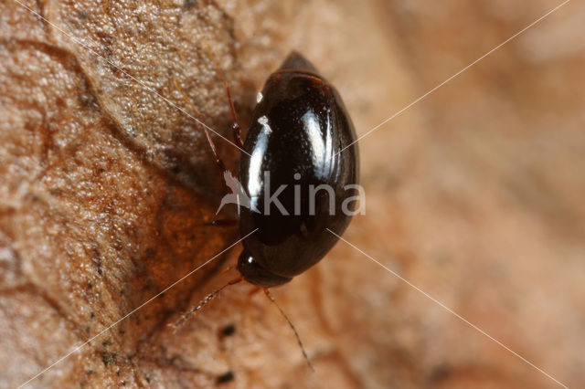 Scaphisoma agaricinum