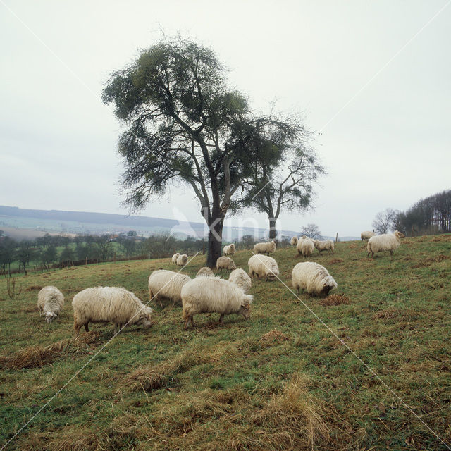 Schaap (Ovis domesticus)