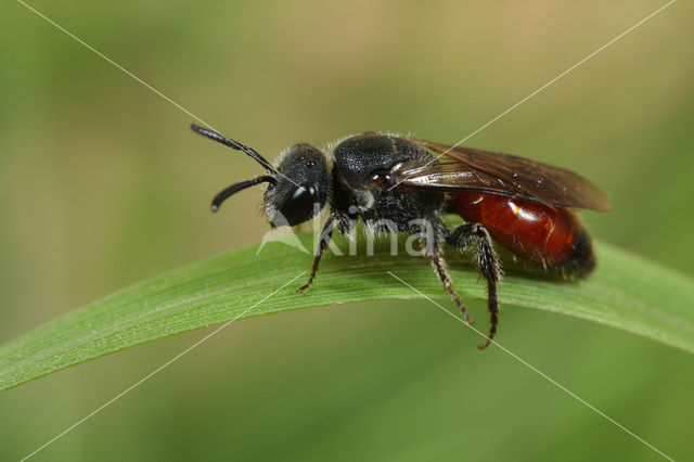 Schoffelbloedbij (Sphecodes pellucidus)