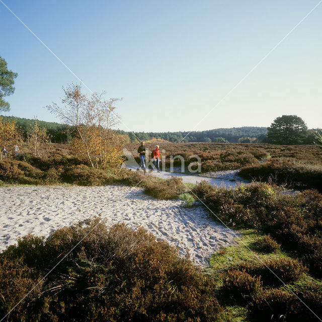 Schoorlse Duinen