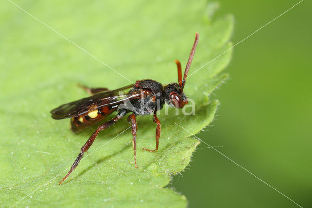 Sierlijke Wespbij (Nomada panzeri)