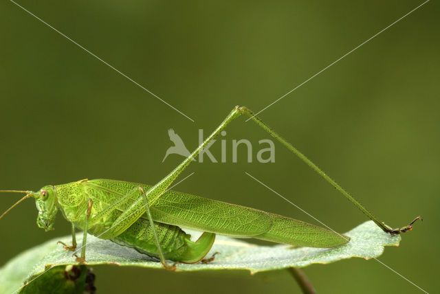 Sikkelsprinkhaan (Phaneroptera falcata)