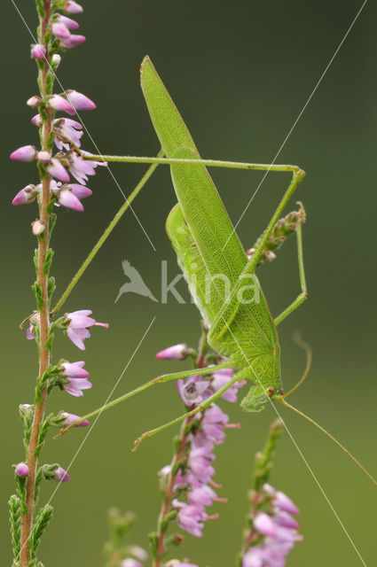 Sikkelsprinkhaan (Phaneroptera falcata)