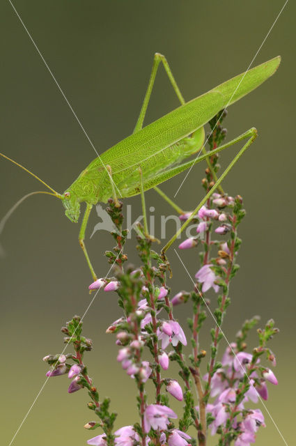 Sikkelsprinkhaan (Phaneroptera falcata)