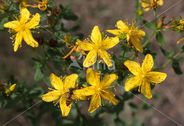 Sint-Janskruid (Hypericum perforatum)