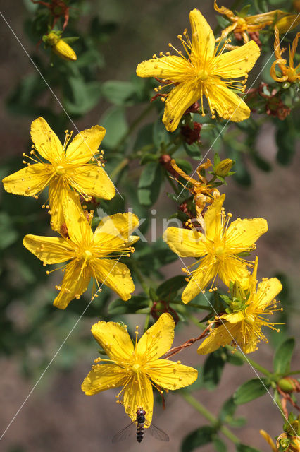 Sint-Janskruid (Hypericum perforatum)