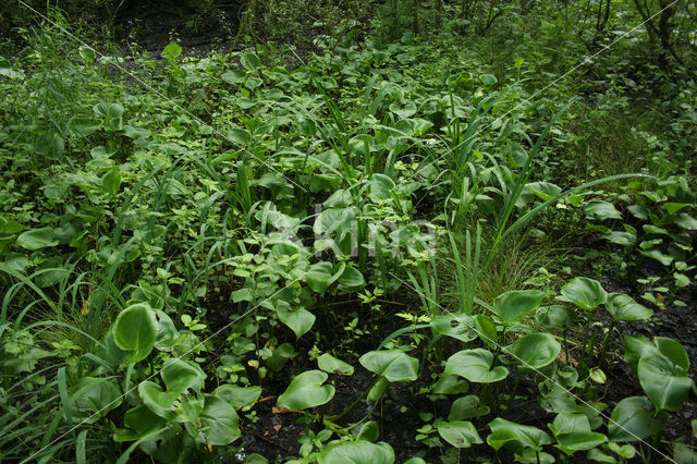 Slangenwortel (Calla palustris)