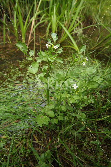 Slanke waterkers (Rorippa microphylla)