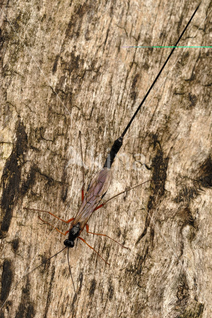 Sluipwesp (Lissonota setosa)