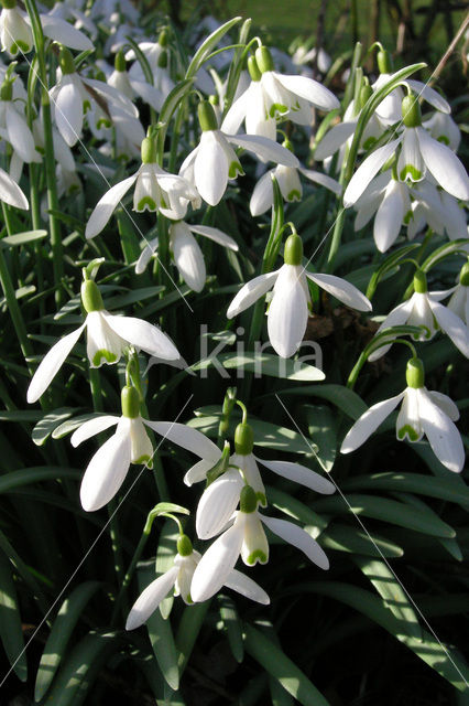 Sneeuwklokje (Galanthus spec.)