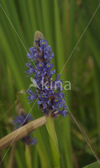 Pickerel weed (Pontederia cordata)