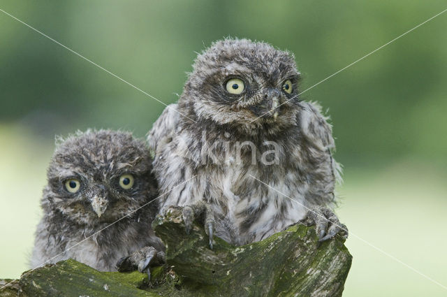 Steenuil (Athene noctua)