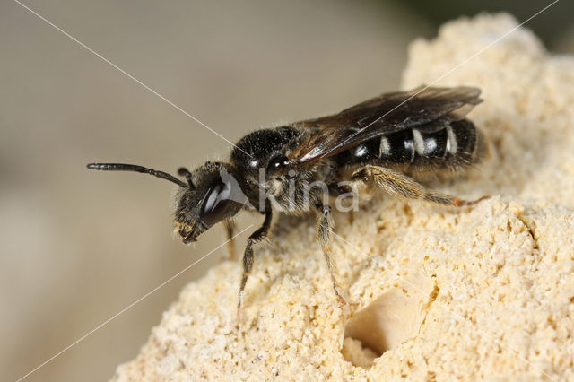 Steilrandgroefbij (Lasioglossum quadrinotatulum)