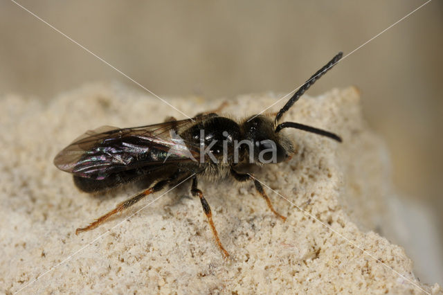 Steilrandgroefbij (Lasioglossum quadrinotatulum)