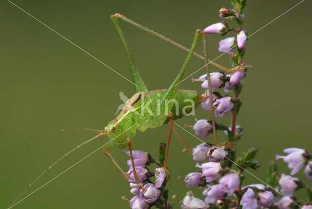 Struiksprinkhaan (Leptophyes punctatissima)