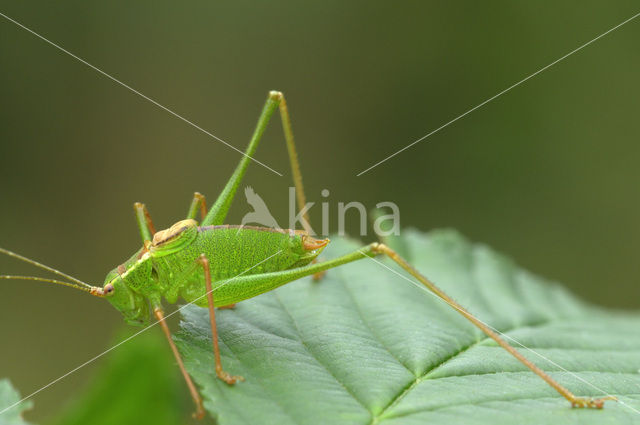 Struiksprinkhaan (Leptophyes punctatissima)