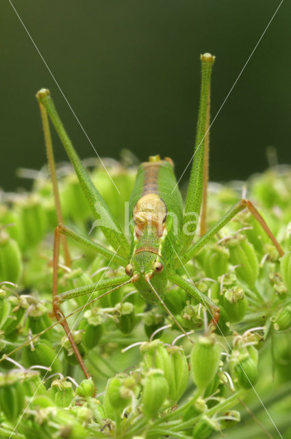 Struiksprinkhaan (Leptophyes punctatissima)