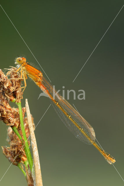 Tengere grasjuffer (Ischnura pumilio)