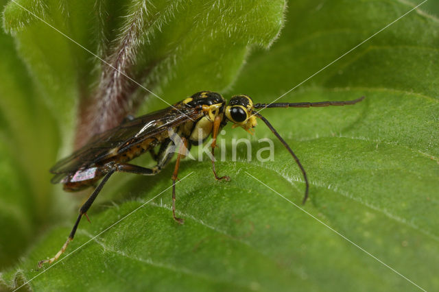 Tenthredopsis sordida