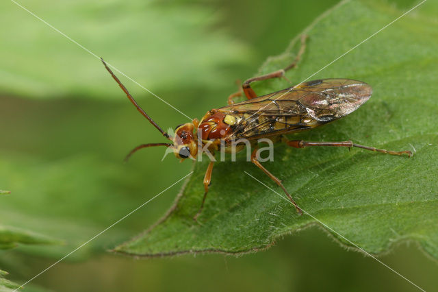 Tenthredopsis sordida