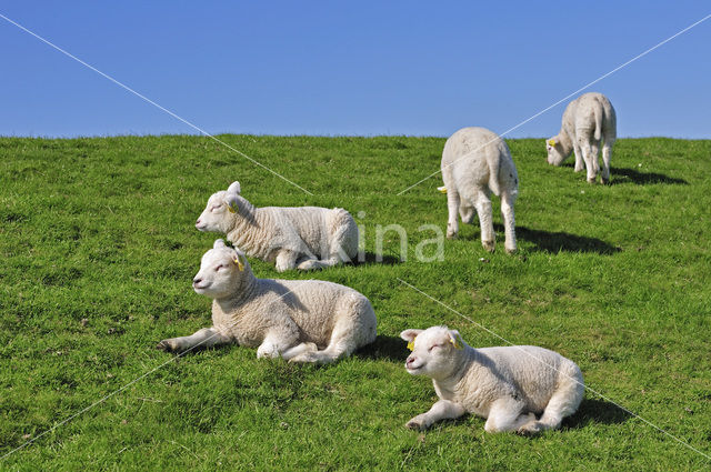 Texelaar schaap (Ovis aries)