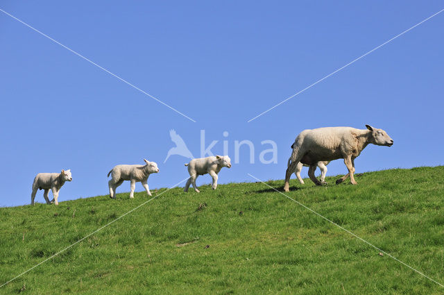 Texelaar schaap (Ovis aries)