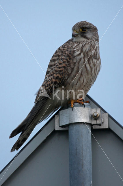 Torenvalk (Falco tinnunculus)