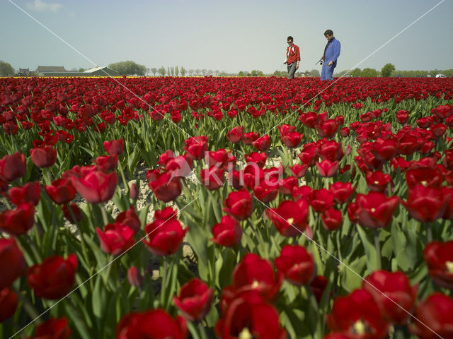 Tulp (Tulipa)